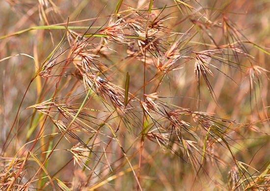 Red Grass (Themeda triandra) - Ladybird Nursery