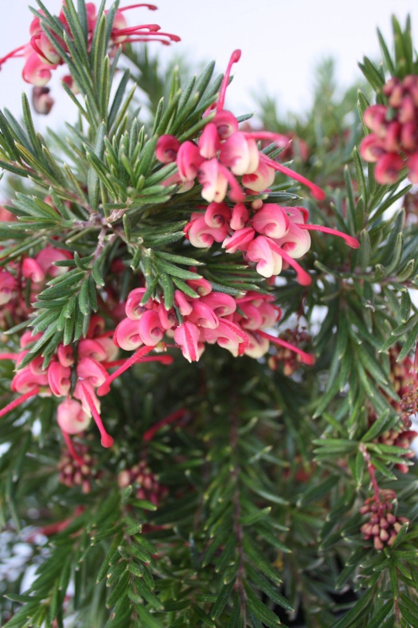 Grevillea Nancy Otzen - Ladybird Nursery