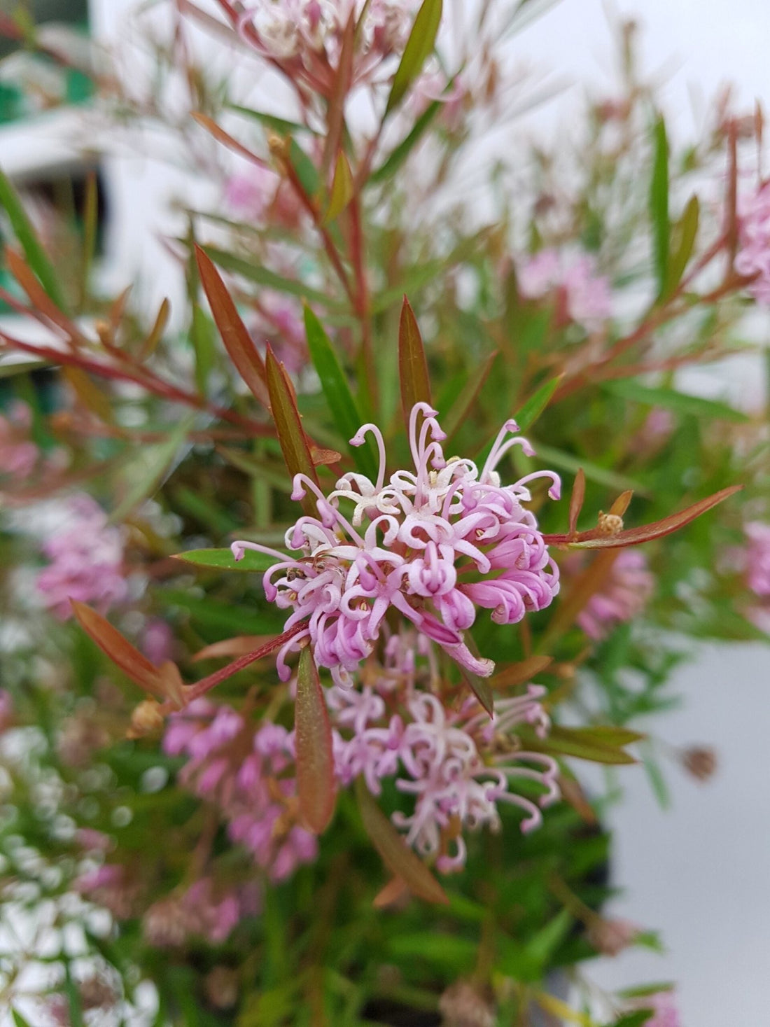 Grevillea Pink Midget - Ladybird Nursery