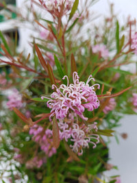 Grevillea Pink Midget