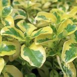 Coprosma Green and Gold - Ladybird Nursery