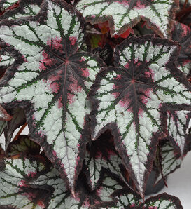 Begonia - Bewitched Lavender