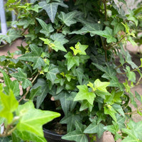 Ivy Green (Hedera spp.) - Ladybird Nursery