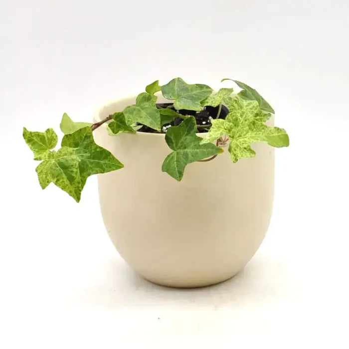 English Ivy Stardust (Hedera helix)