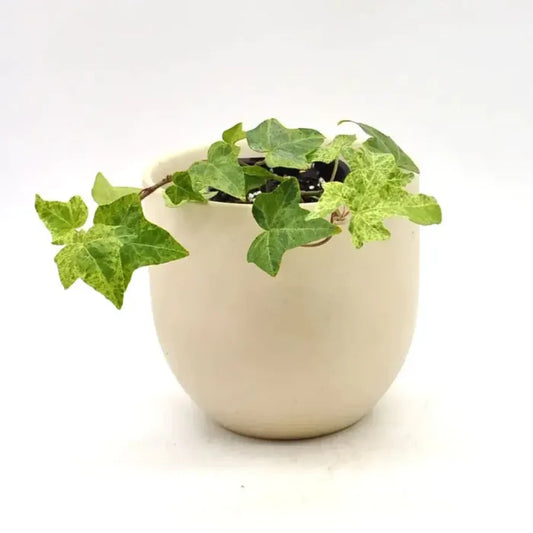 English Ivy Stardust (Hedera helix)