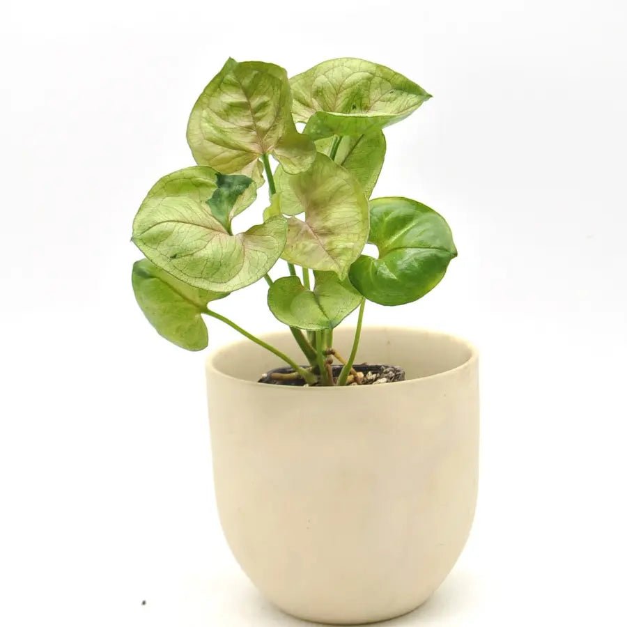 Syngonium Roxanna - Ladybird Nursery