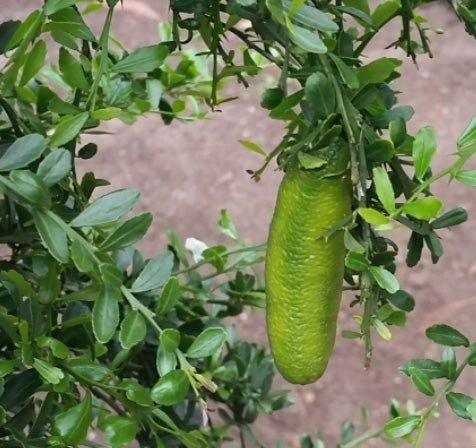 Green Sapphire Finger Lime (QLD Only) - Medium - Ladybird Nursery
