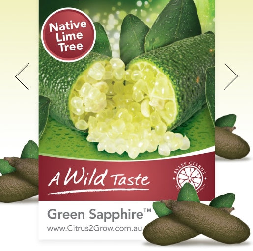 Green Sapphire Finger Lime (QLD Only) - Medium