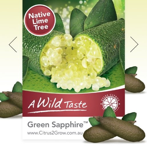 Green Sapphire Finger Lime (QLD Only) - Ladybird Nursery