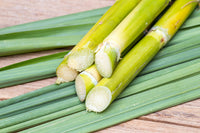 Sugarcane (QLD ONLY)