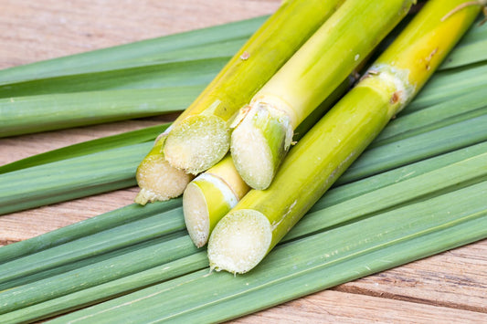 Sugarcane (QLD ONLY)
