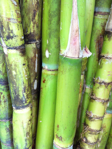 Sugarcane (QLD ONLY)