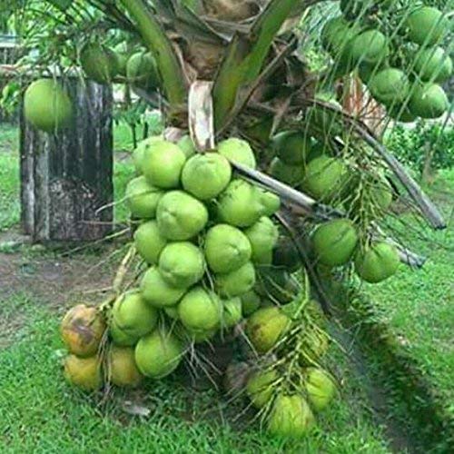 Malay Dwarf Green Coconut Tree