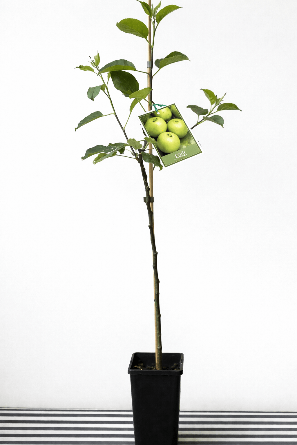 Dwarf Apple 'Granny Smith' (Medium Size) - Ladybird Nursery