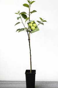 Dwarf Apple 'Granny Smith' (Medium Size) - Ladybird Nursery