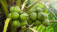 Coconut Palm - Green (Cocos nucifera) - Ladybird Nursery