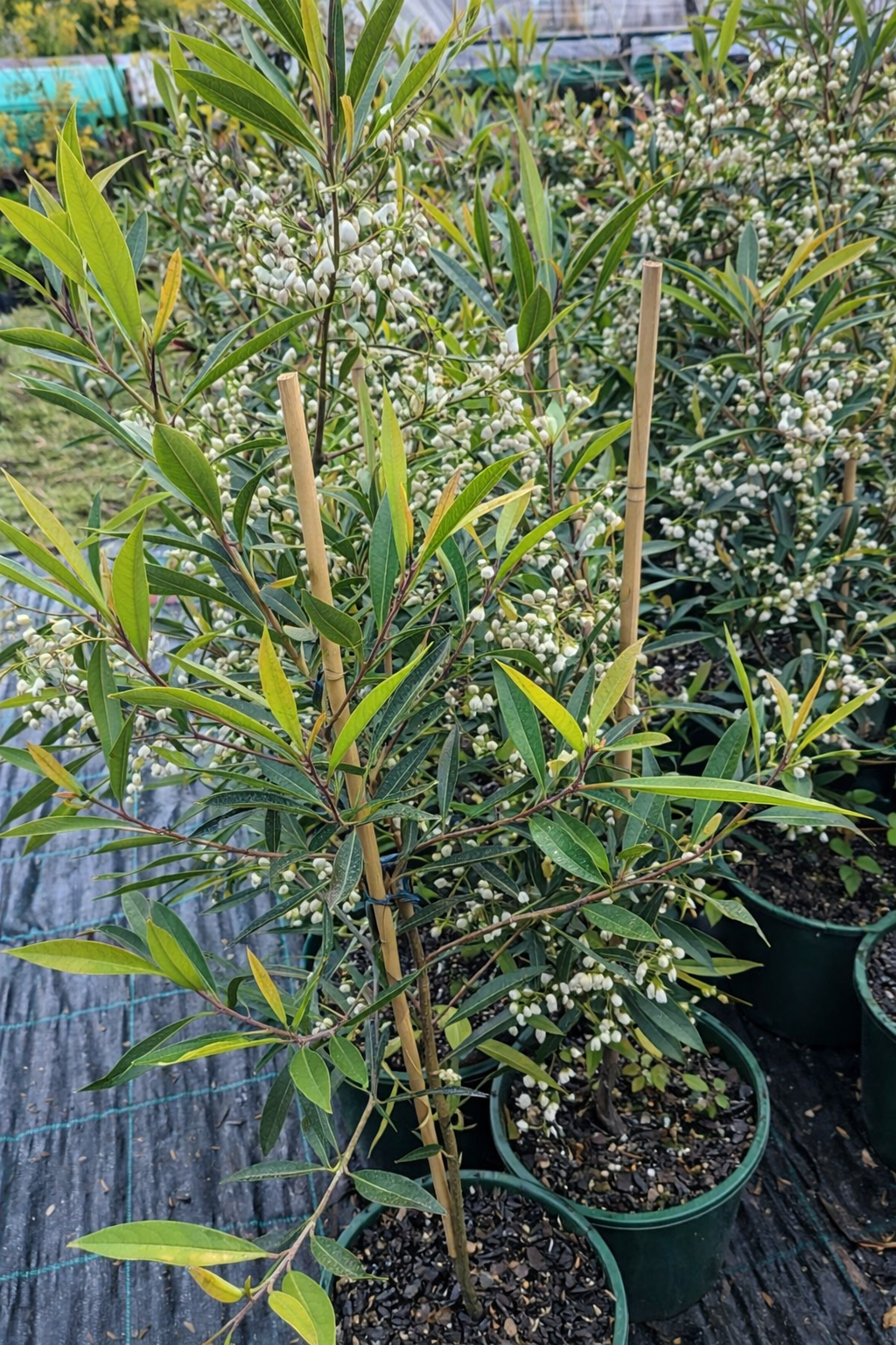 Blueberry Ash Green Dream (Elaeocarpus reticulatus) - Ladybird Nursery
