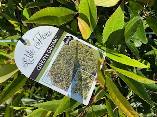 Blueberry Ash Green Dream (Elaeocarpus reticulatus) - Ladybird Nursery