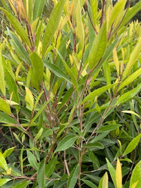Blueberry Ash Green Dream (Elaeocarpus reticulatus) - Ladybird Nursery