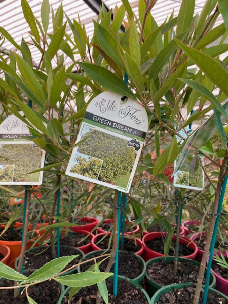 Blueberry Ash Green Dream (Elaeocarpus reticulatus) - Ladybird Nursery