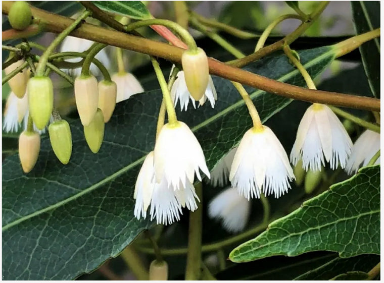 Blueberry Ash Green Dream (Elaeocarpus reticulatus)