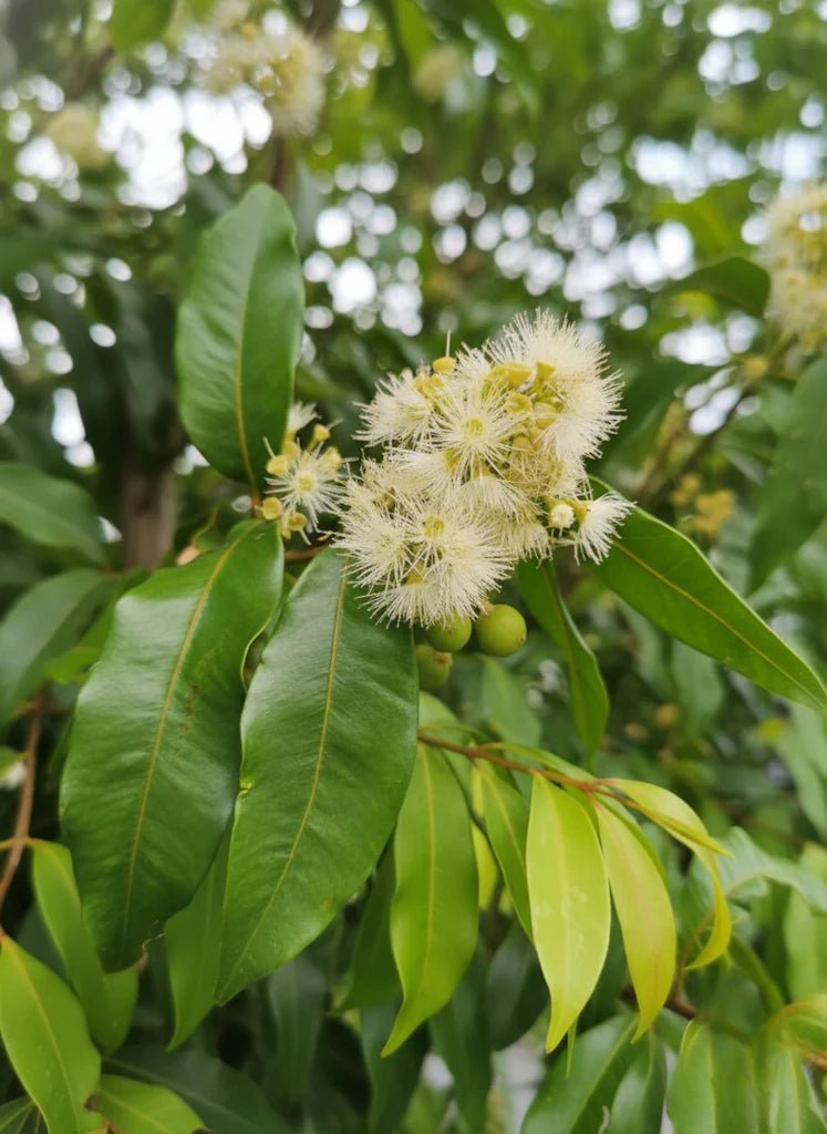 Green Avenue (Waterhousia floribunda) - Ladybird Nursery