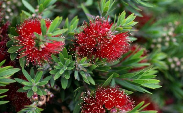 Green Envy (Callistemon viminalis) - Ladybird Nursery