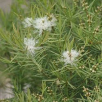Dwarf Melaleuca 'Green Globe' (Melaleuca armillaris) - Ladybird Nursery
