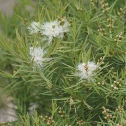 Dwarf Melaleuca 'Green Globe' (Melaleuca armillaris) - Ladybird Nursery