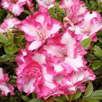 Azalea indica Gretel - Ladybird Nursery