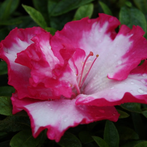 Azalea indica Gretel