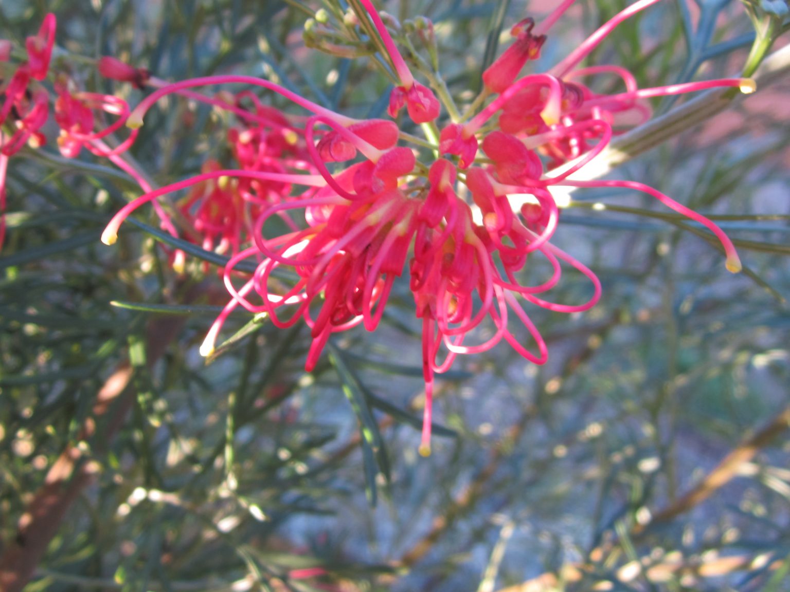 Grevillea 'Winpara Gem'