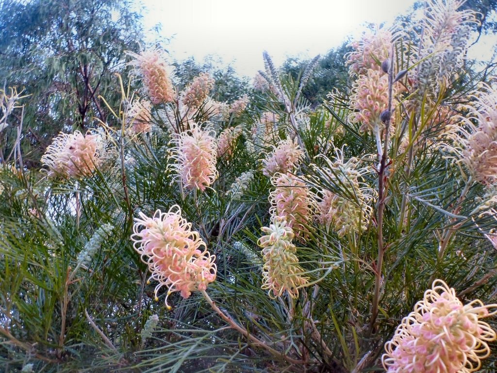 Grevillea Misty Pink - Ladybird Nursery