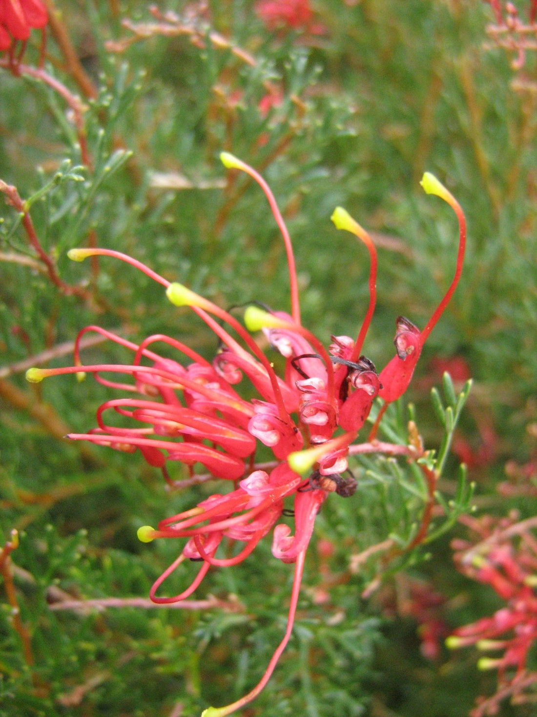 Grevillea Mini Marvel (Grevillea thelemanniana) - Ladybird Nursery