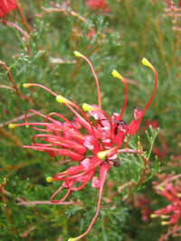 Grevillea Mini Marvel (Grevillea thelemanniana) - Ladybird Nursery