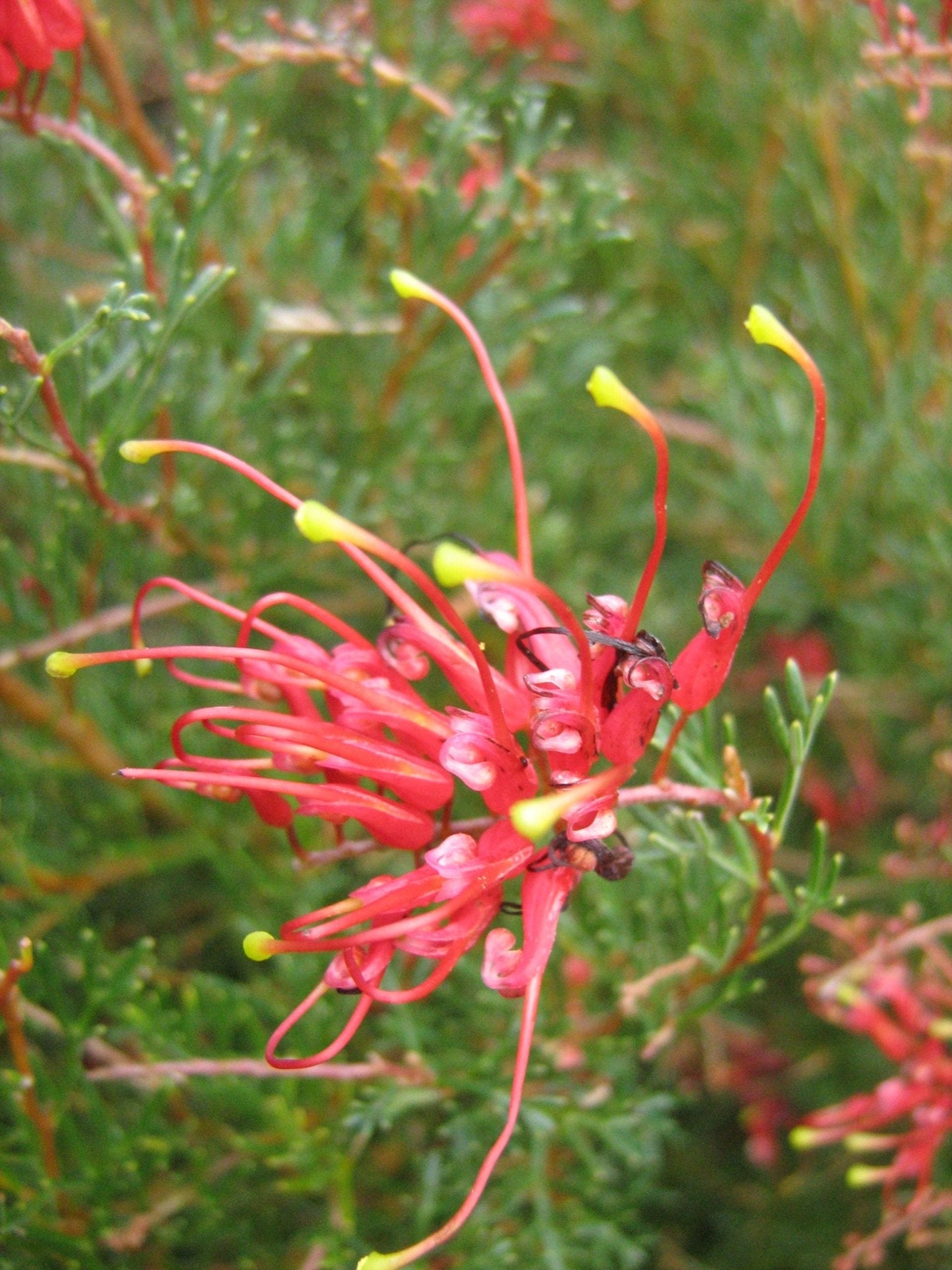 Grevillea Mini Marvel (Grevillea thelemanniana) - Ladybird Nursery