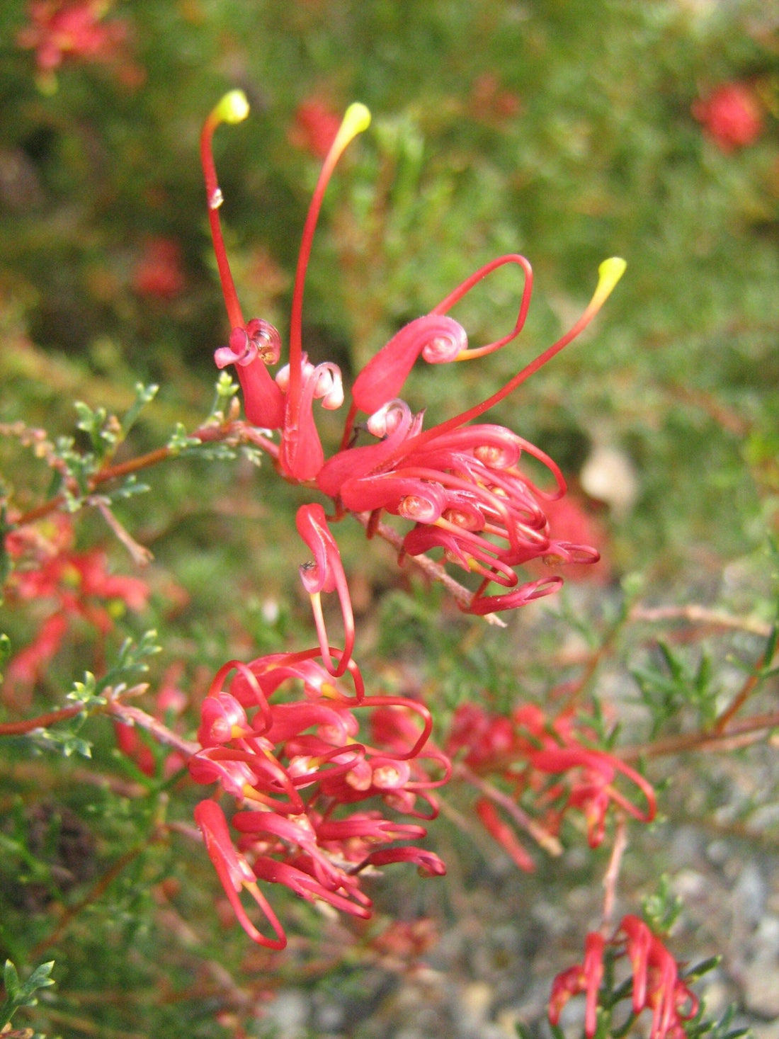 Grevillea Mini Marvel (Grevillea thelemanniana) - Ladybird Nursery