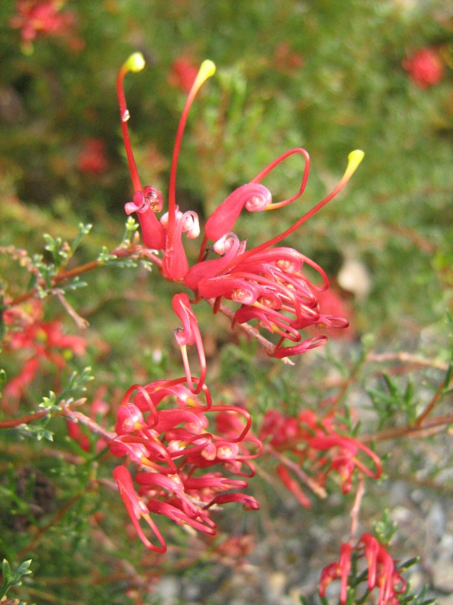 Grevillea Mini Marvel (Grevillea thelemanniana) - Ladybird Nursery
