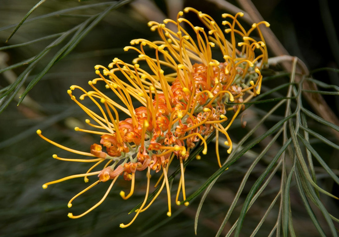 Grevillea Honey Wonder - Ladybird Nursery