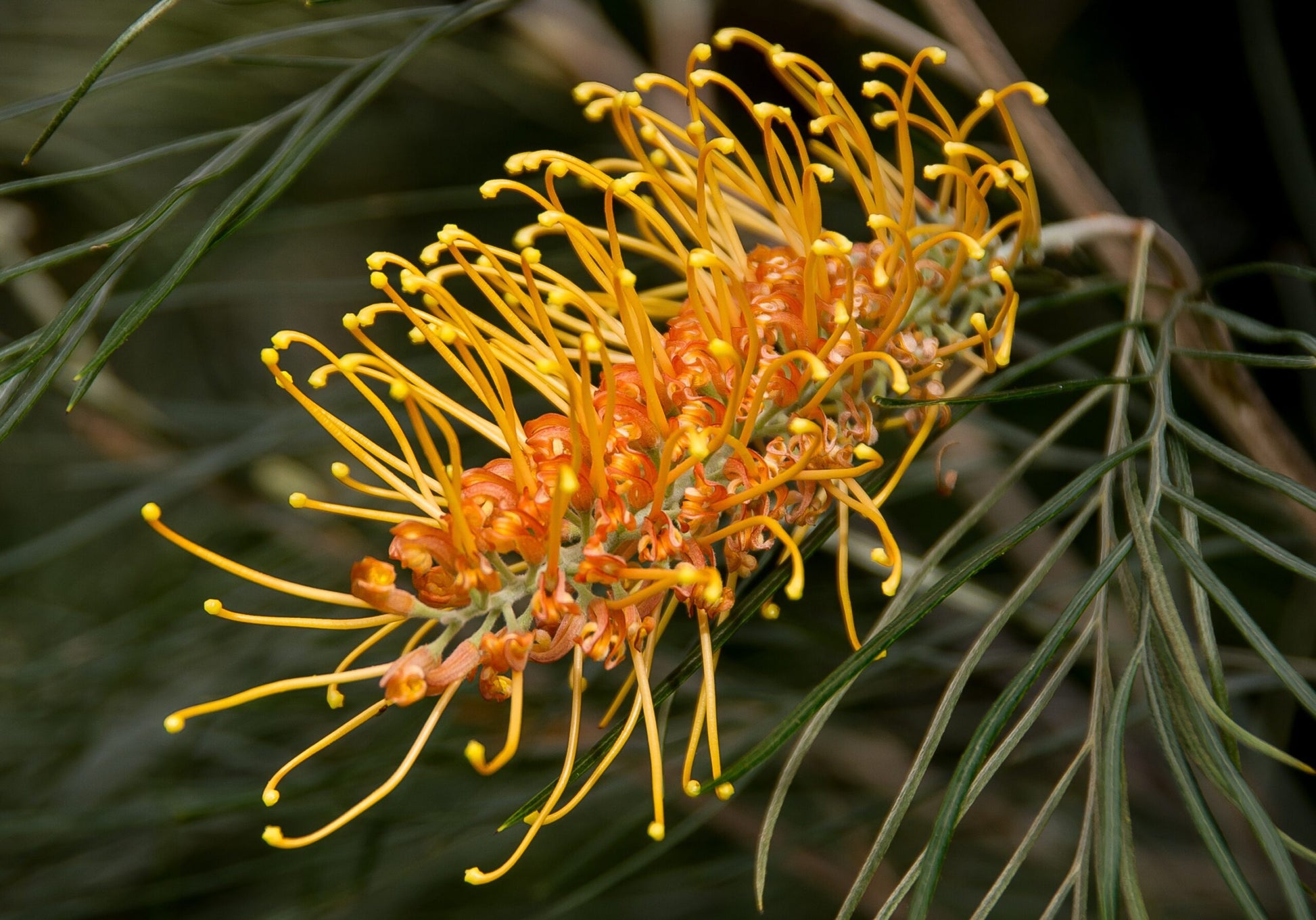 Grevillea Honey Wonder