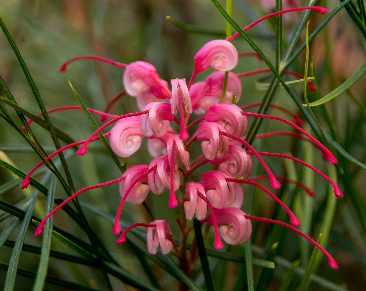 Grevillea Lilliane