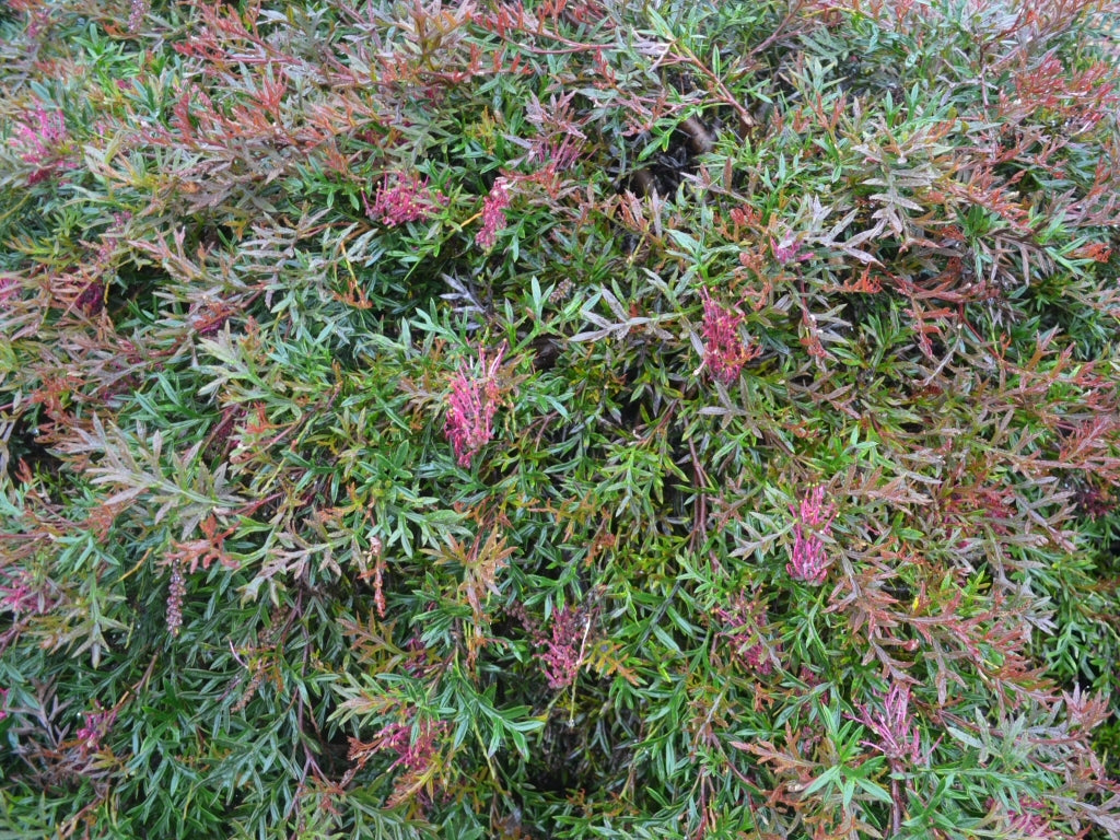 Grevillea Bronze Rover