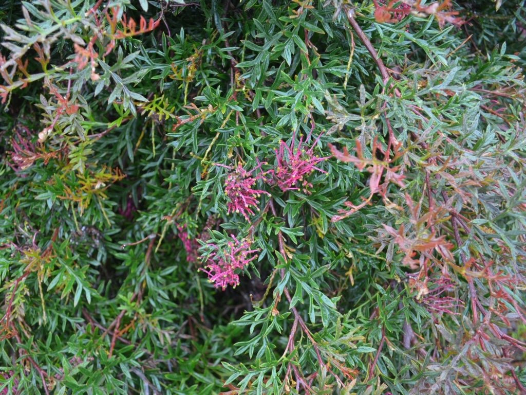 Grevillea Bronze Rover - Ladybird Nursery