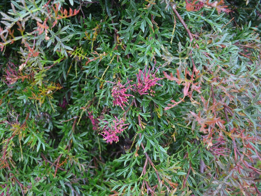 Grevillea Bronze Rover