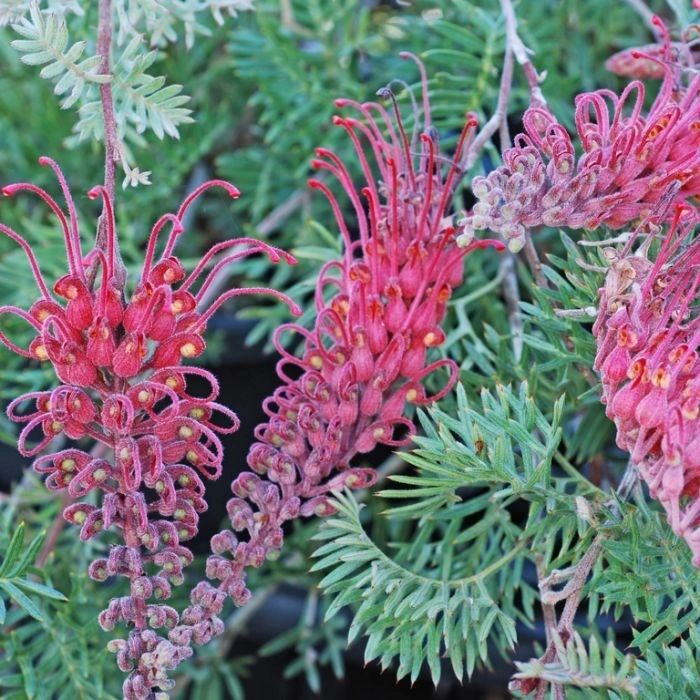 Grevillea Carpet Layer