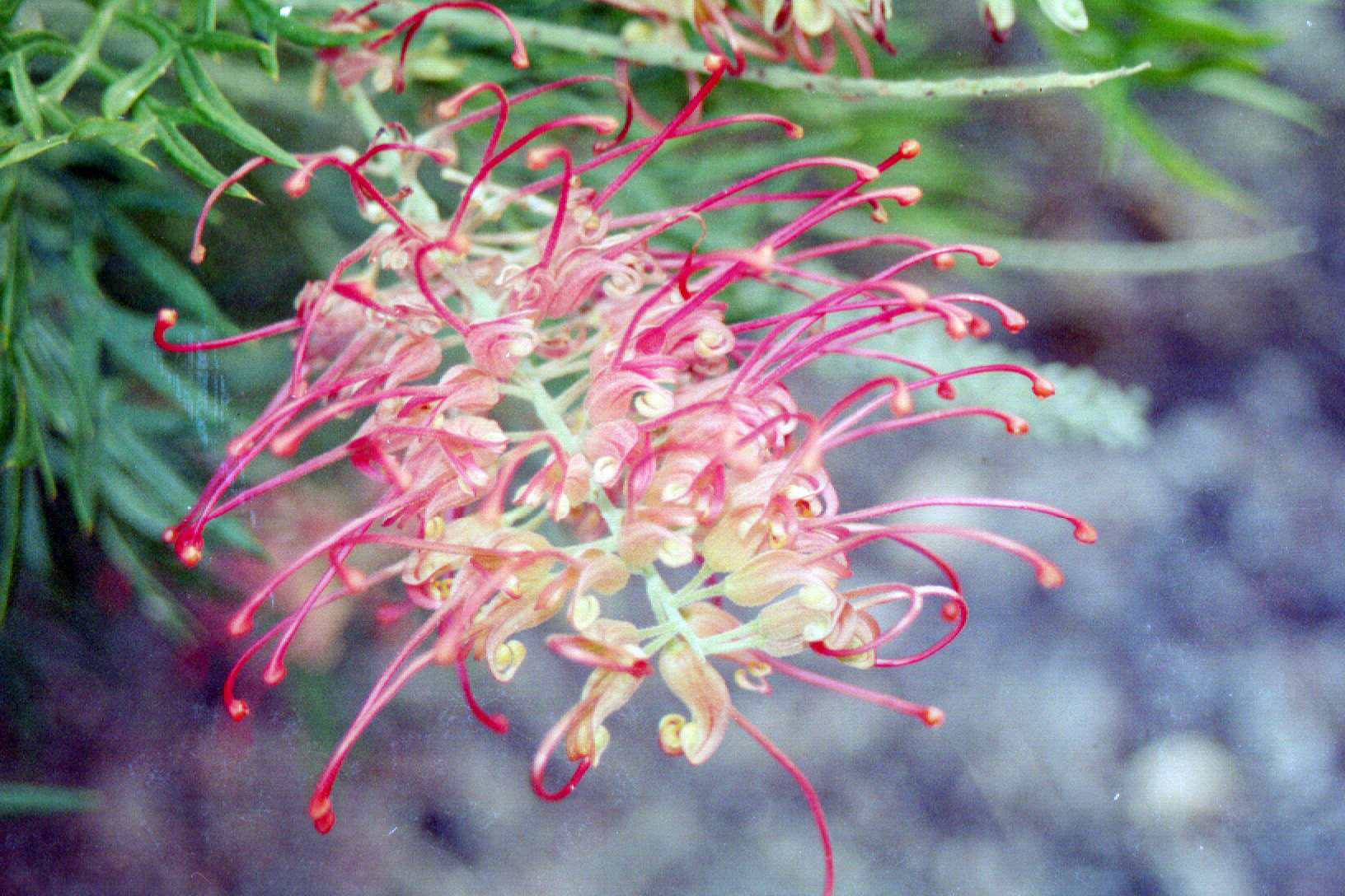 Grevillea Coconut Ice
