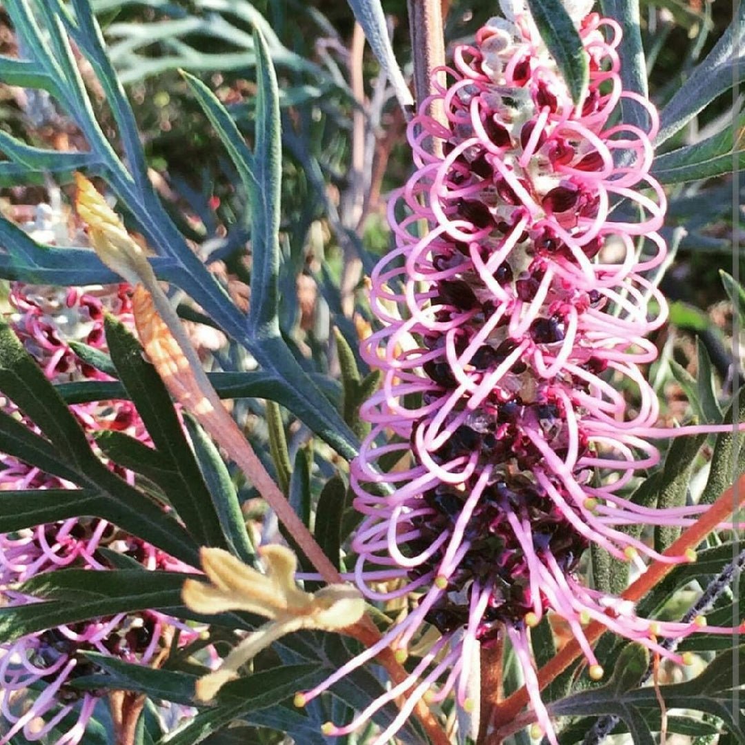 Grevillea 'Dorothy Gordon' - Ladybird Nursery