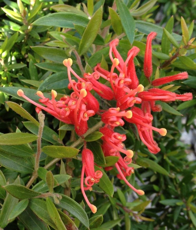 Grevillea Ember Glow