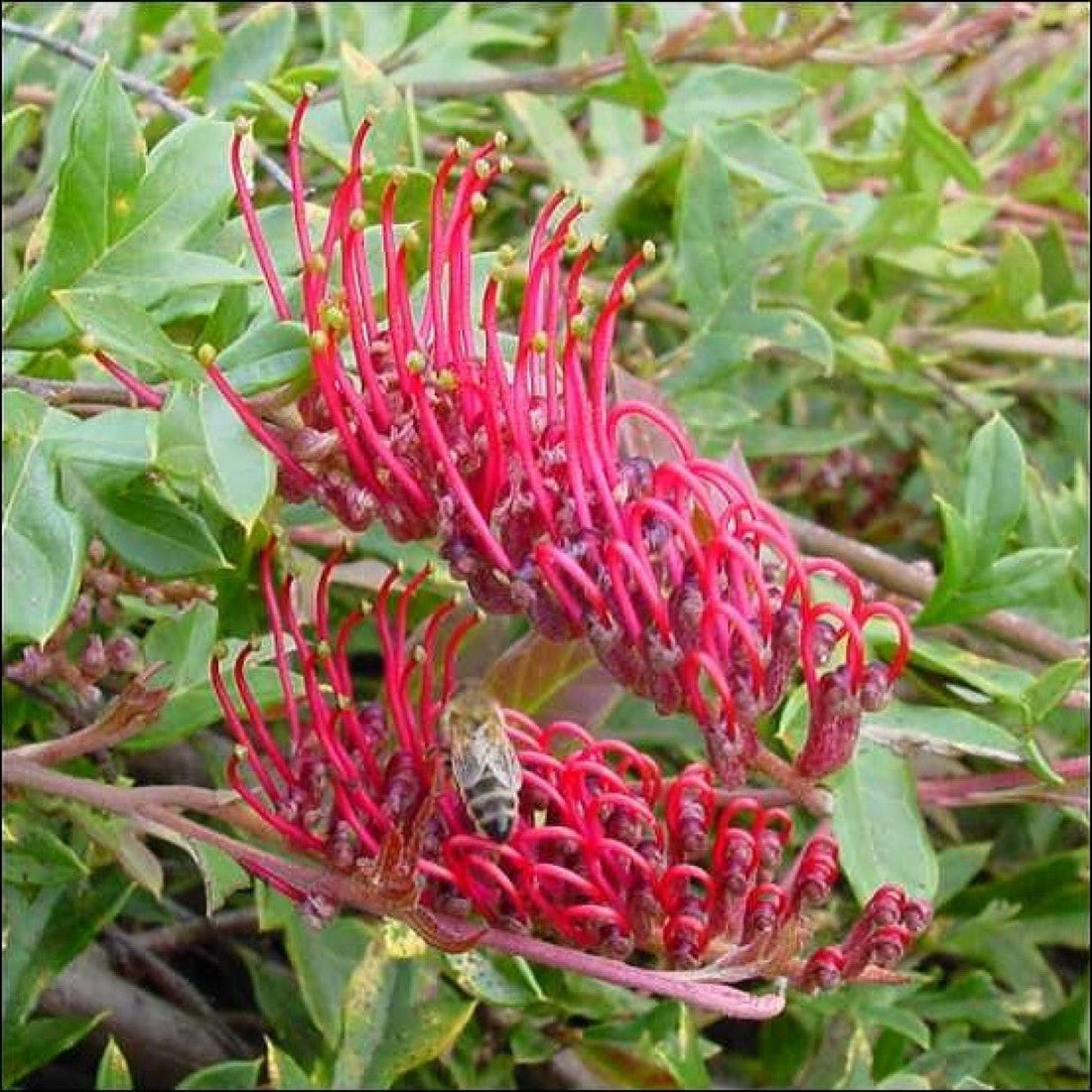 Grevillea GaudiChaudi Standard - Ladybird Nursery