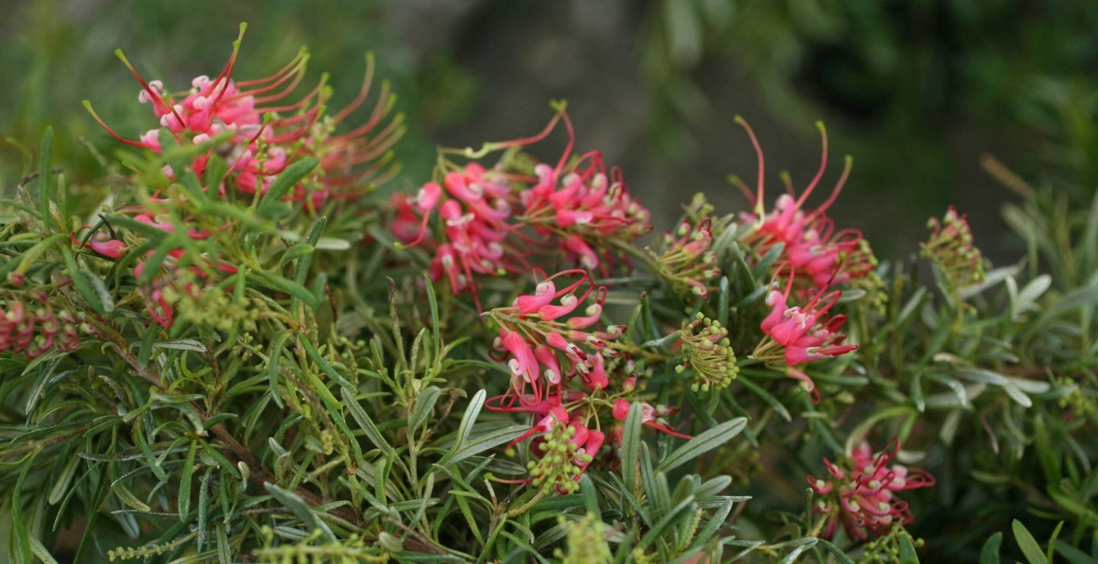 Grevillea Gin Gin Jewel - Ladybird Nursery